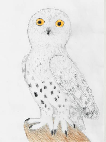 Hedwig